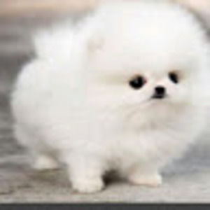 Meet your Posher, Becca